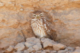 Little Owl, Rissani, 1 April 2015-2509.jpg