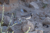 Moroccan Wagtail, Rissani, 1 April 2015-2453.jpg