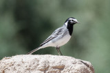 Moroccan Wagtail, Rissani, 1 April 2015-2502.jpg