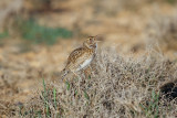 Duponts Lark, near Zaida, 2 April 2015, low res-2744.jpg