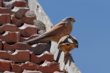 Lesser Kestrel, Timahdite, 2 April 2015-3316.jpg