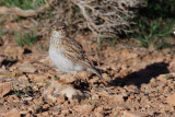 Lesser Short-toed Lark, near Zaida, 2 April 2015, low res-2772.jpg