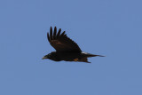 Raven, Atlas Mountains, 2 April 2015, low res-2880.jpg