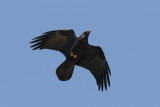 Raven, Atlas Mountains, 2 April 2015, low res-2883.jpg