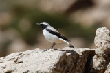 Seebohms Wheatear, Atlas Mountains, 2 April 2015, low res-2911.jpg