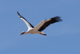 White Stork, Timahdite, 2 April 2015-3322.jpg