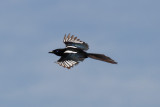 Magpie, Lac di Sidi Bourhaba, 4 April 2015 -3720.jpg