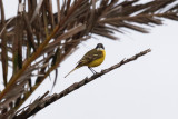 Ashy-headed Wagtail, Oued Massa, 7 April 2015-9207.jpg