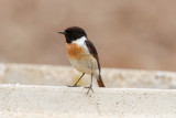 European Stonechat, Oued Massa, 7 April 2015-9245.jpg