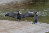 White-breasted Cormorant, Oued Massa, 7 April 2015-9201.jpg