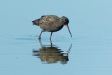 Spotted Redshank (Tringa erythropus)