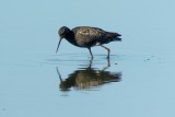 Spotted Redshank (Tringa erythropus)