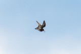 Broad-billed Sandpiper (Limicola falcinellus)