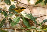 Yellow-tufted Honeyeater (Lichenostomus melanops)