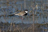 Red-kneed Dotterel (Erythrogonys cinctus)