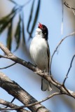 Painted Honeyeater (Grantiella picta)