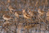 Little Whimbrel (Numenius minutus)