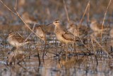 Little Whimbrel (Numenius minutus)