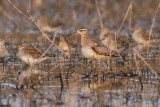 Little Whimbrel (Numenius minutus)