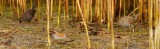 Australian Spotted Crake (Porzana fluminea)
