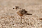 Inland Dotterel _MG_0852.jpg