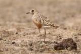 Inland Dotterel _MG_0868.jpg