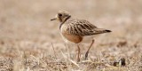 Inland Dotterel _MG_0906.jpg