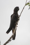 pb Red-tailed Black Cockatoo _MG_3301.jpg