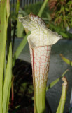 Leucophylla_minor4.jpg