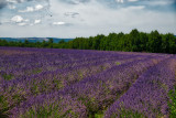 FRA_0986 Lavender fields northeast of Avignon
