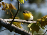 Yellow-Breasted Chat