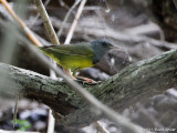 Mourning Warbler