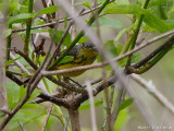 Canada Warbler