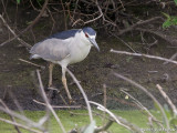 Black-crowned Night-Heron