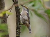 Red-breasted Nuthatch