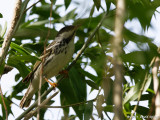 Blackpoll Warbler