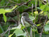 ? Flycatcher