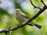 Warbling Vireo