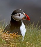 The Puffin