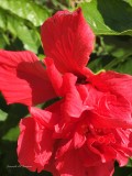 Hibiscus blooming in November