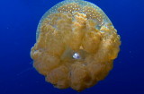 155794908.D77Cmz0o.jpg