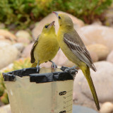 Feeding fledgling grape jelly