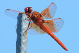 Flame Skimmer