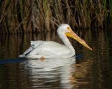 White Pelican