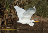 Great White Egret