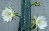 Peruvian apple cactus night blooming flowers