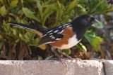 Spotted Towhee