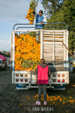 Unloading marigolds from the truck