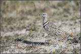 Courvite  double collier / Double-banded courser