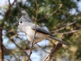 Tufted Titmouse